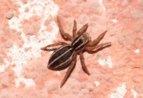 Phlegra bresnieri